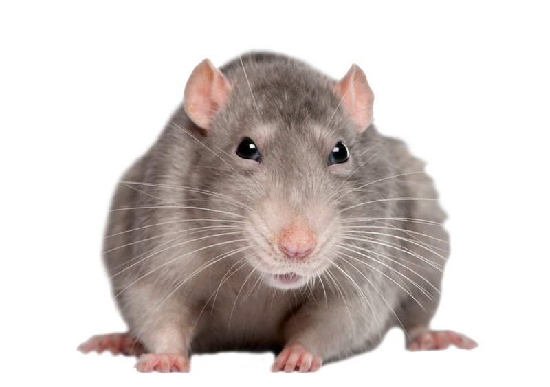 rat